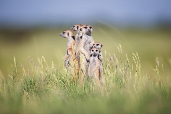 Картинка животные сурикаты трава стойка семейка боке