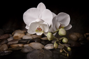 Картинка цветы орхидеи бутоны орхидея макро цветок