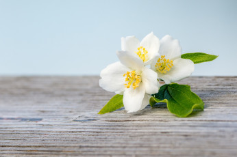 Картинка цветы жасмин белый макро
