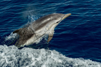 Картинка животные дельфины брызги вода животное дельфин