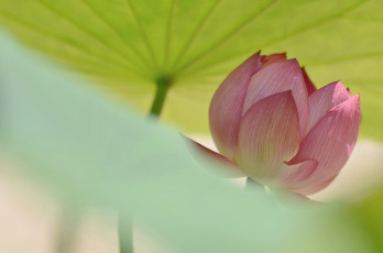 Картинка цветы лотосы бутон лотос