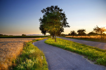Картинка природа дороги закат поле колосья деревья пейзаж
