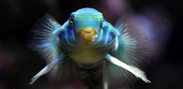 Картинка животные рыбы рыба окрас рот глаза синяя
