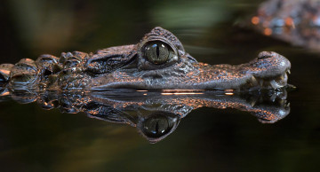 Картинка животные крокодилы крокодил глаза вода