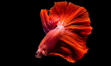 Картинка животные рыбы цвет хвост рыбка