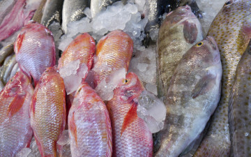 Картинка еда рыба +морепродукты +суши +роллы fish ice seafood