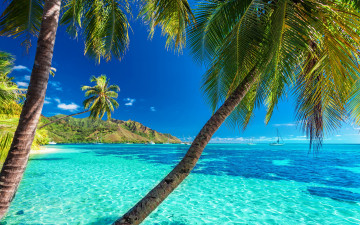 Картинка природа тропики море пальмы курорт холм