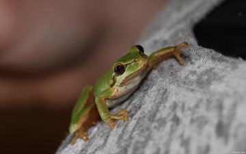 Картинка животные лягушки свитер зеленая древесная лягушка