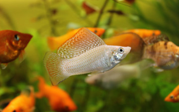 Картинка животные рыбы рыбка аквариум