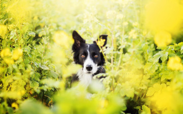Картинка животные собаки лето собака природа