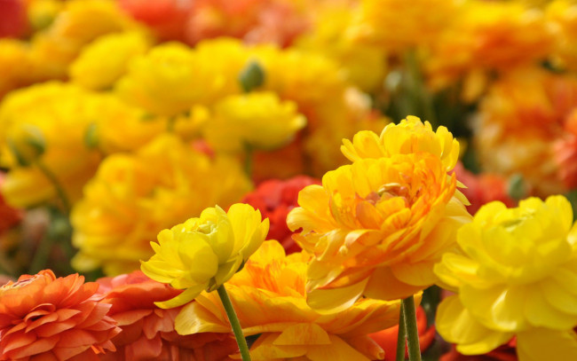 Обои картинки фото цветы, тюльпаны, лепестки, много, разноцветные, цветение