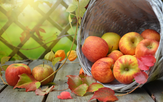Обои картинки фото еда, Яблоки, яблоки, корзина, физалис, фрукты, доски, листья, ветки, плоды