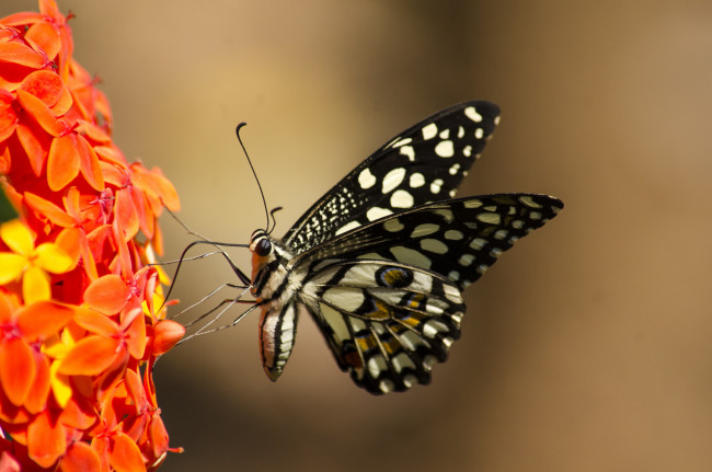 Обои картинки фото животные, бабочки,  мотыльки,  моли, бабочка, яркость, расцветка, butterfly, brightness, colors