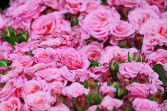 Картинка цветы розы лето цветение бутоны розовый