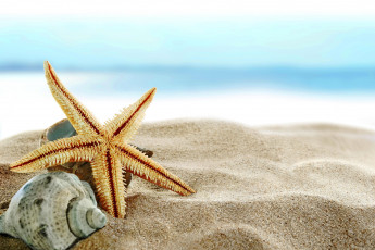 Картинка разное ракушки +кораллы +декоративные+и+spa-камни морская звезда раковина песок