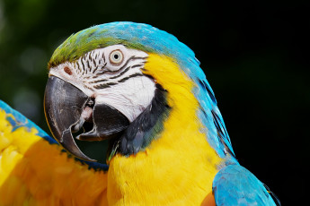 Картинка животные попугаи крылья птица ара попугай