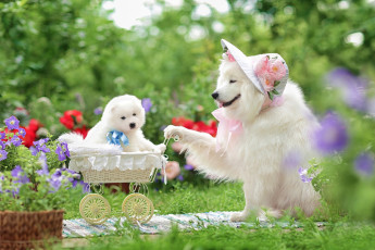 Картинка животные собаки цветы коляска щенок шляпка прогулка семейный портрет