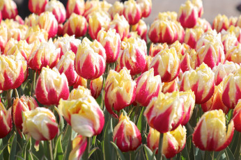 Картинка цветы тюльпаны цветение много разноцветные лепестки