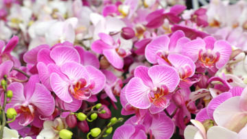 обоя цветы, орхидеи, flowering, orchids, цветение, flowers