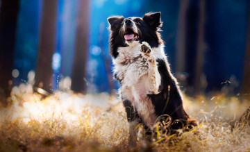 Картинка животные собаки бордер-колли пес собака лапа трава лес