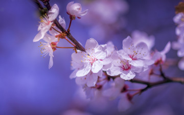обоя цветы, сакура,  вишня, цветки, макро, ветка, боке, цветение, вишня, весна