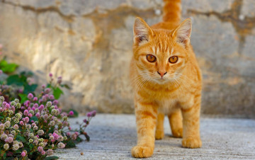 Картинка животные коты цветы клевер рыжий кот