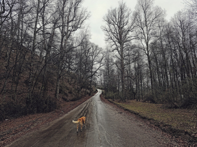 Обои картинки фото животные, собаки, собака, дорога, лес