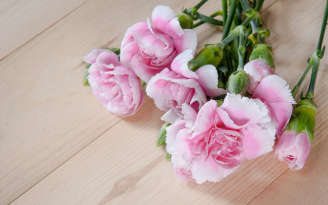 Обои картинки фото цветы, гвоздики, pink, wood, розовые, бутоны, flowers