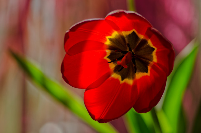 Обои картинки фото цветы, тюльпаны, лепестки, тюльпан, макро, красный