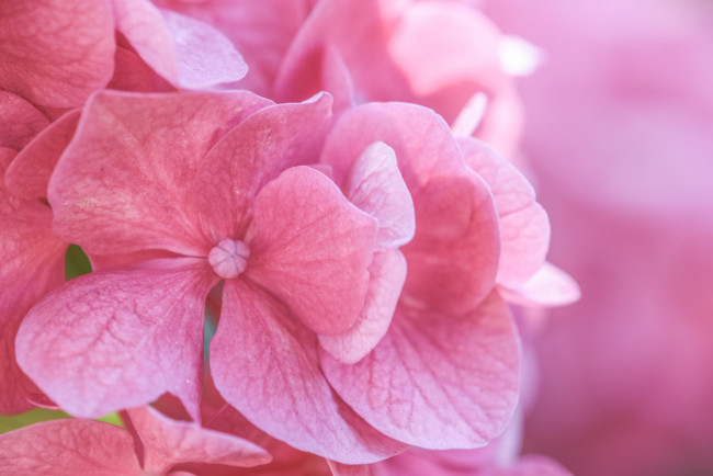 Обои картинки фото цветы, гортензия, макро, розовый