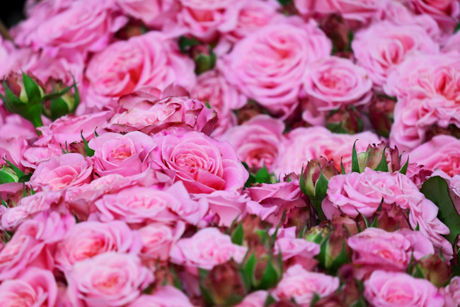 Обои картинки фото цветы, розы, лето, цветение, бутоны, розовый