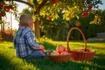 Картинка разное дети мальчик корзины яблоки яблони трава