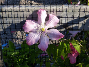 Картинка цветы клематис+ ломонос розовый клематис макро