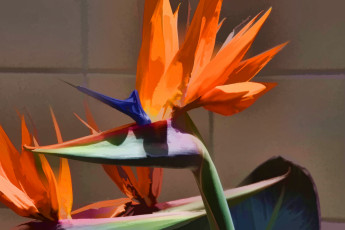 Картинка цветы стрелиция+ райская+птица экзотический цветок