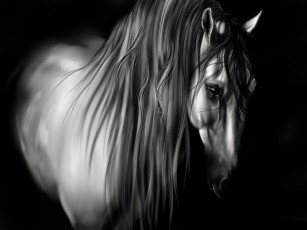 Картинка рисованные животные лошади лошадь грива белая черный фон