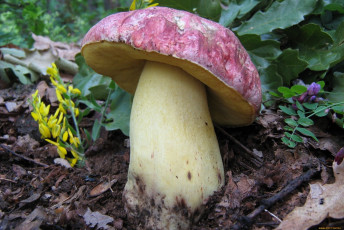 Картинка природа грибы листья гриб трава