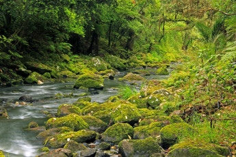 Картинка new zealand природа реки озера река лес тропики