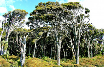 Картинка природа лес облака трава деревья