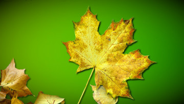Картинка природа листья фон