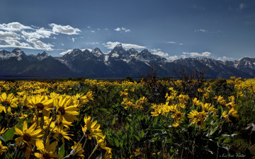 Картинка grand teton national park wyoming природа луга цветы вайоминг горы гранд-титон