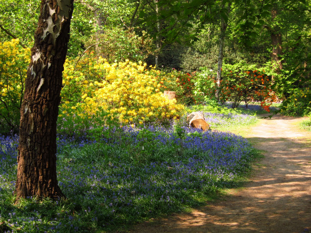 Обои картинки фото azalea, garden, richmond, england, природа, парк, азалии