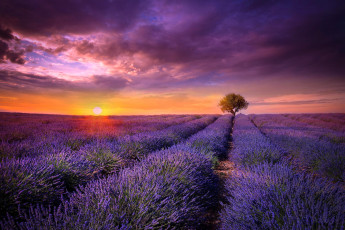 Картинка природа поля франция прованс поле лаванда цветы сиреневые дерево солнце закат