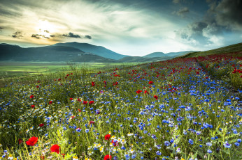 Картинка природа луга италия горы поле цветы васильки маки ромашки