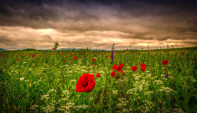Обои картинки фото природа, луга, поле, маки, цветы, полевые, трава, луг, небо, облака