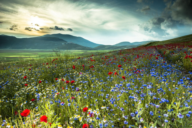 Обои картинки фото природа, луга, италия, горы, поле, цветы, васильки, маки, ромашки