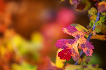 Картинка природа листья размытость лист осень краски макро ветка