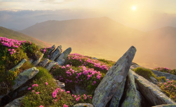 Картинка природа горы камни цветы туман украина карпаты трава луга