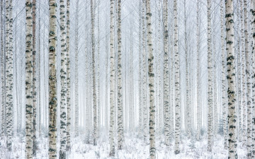 Картинка природа лес берёзы снег зима