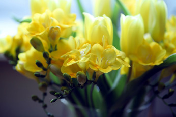 Картинка цветы фрезия желтый