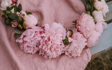 обоя цветы, пионы, розовый
